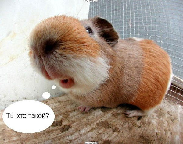 Наталия Богомолова