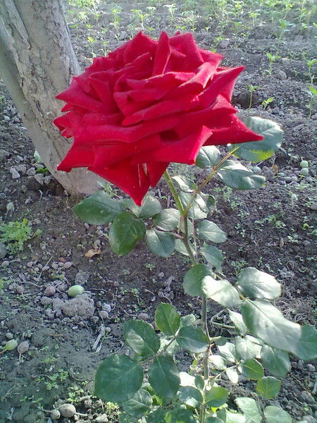 Назгуль Исраилова