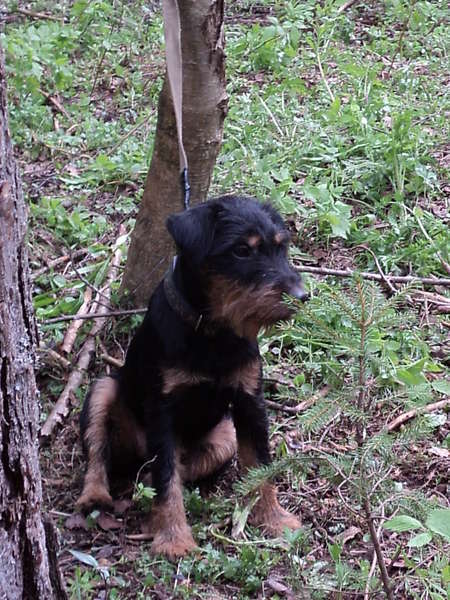 Елена Шевцова