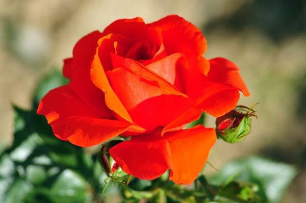 Ольга Фоми На