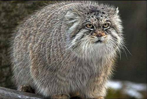 Владимир Рожков