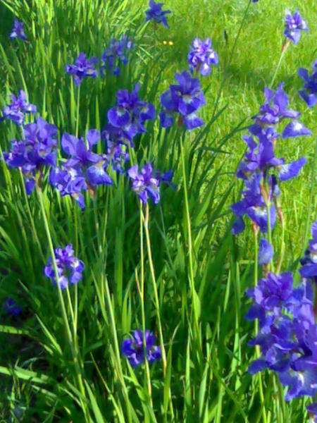 Ксения Солнышко