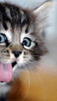 Дмитрий Кукарский