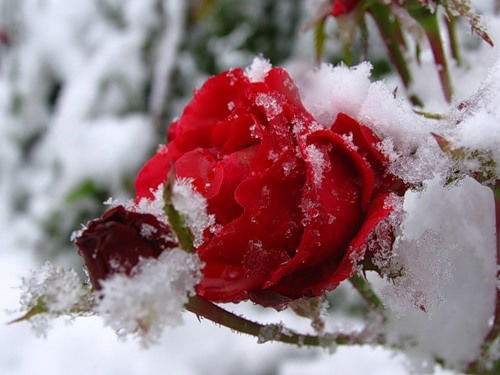 Галина Янченко