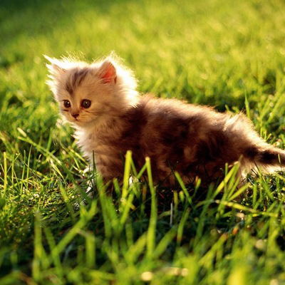 Анжелика Табункова