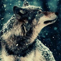 Артём Беломестнов