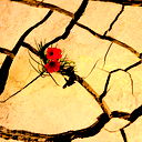 Максим Лосев