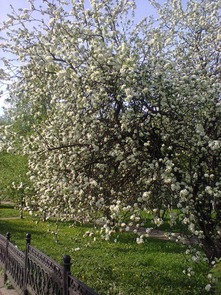 Мария Громова