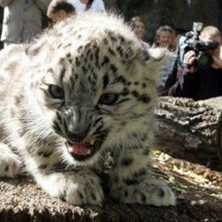 Виктор Соловьев