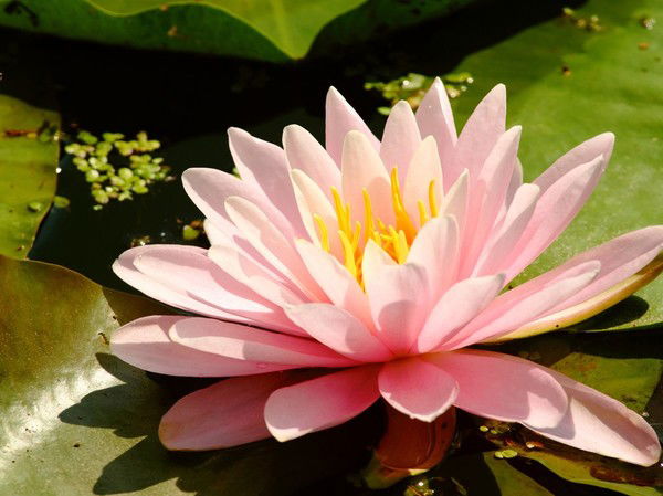 Эльвира Нутфуллина