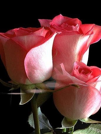 Параньгинская Городская Администрация Го