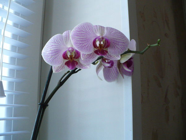 Ольга Гашникова