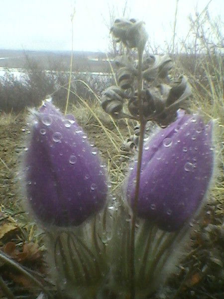 Наталья Курилова