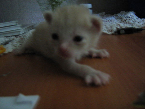 Анастасия Шипицина