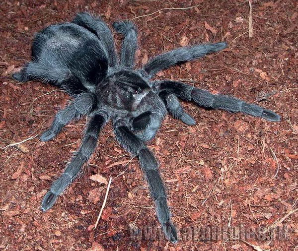 Андрей Тренкунов