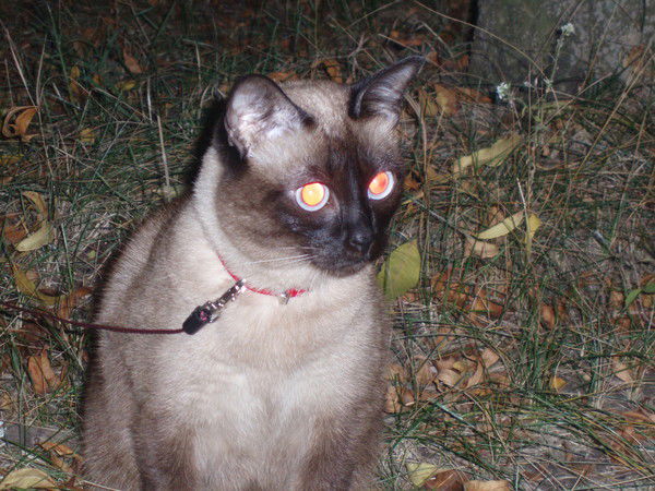 Оксана Андриянова