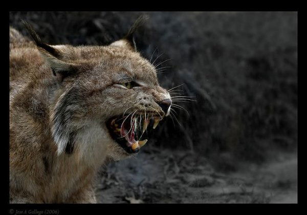 Александр Чудов