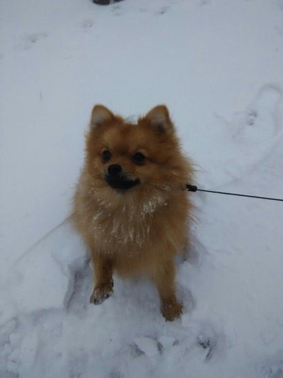 Даша Крамчанина