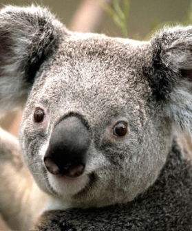 Любовь Антонова