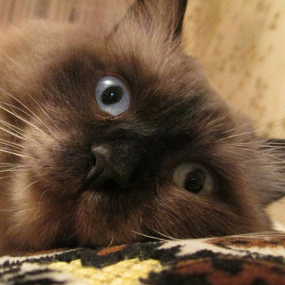 Марина Комарова