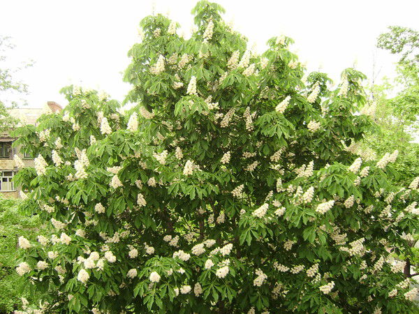 Наталия Алексеева