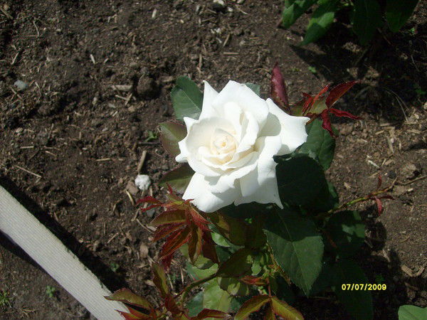 Cветлана Дорофеева