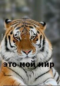 Николай Чичканов