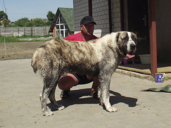 Александр Заболотников