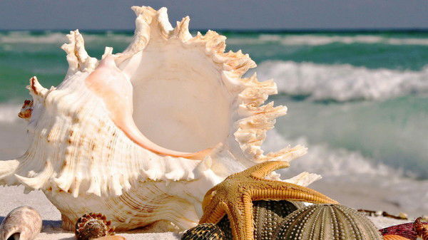 Вероника В.в.