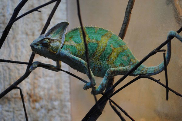 Лена Барышева