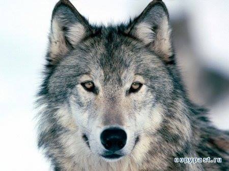 Андрей Суровцев