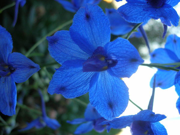 Лена Насыйрова