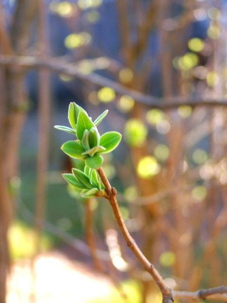 Наталья Говорова
