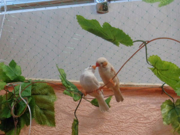 Анастасия Капеистова