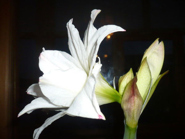 Светлана Галикеева