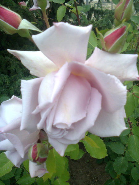 Светлана Рябикина