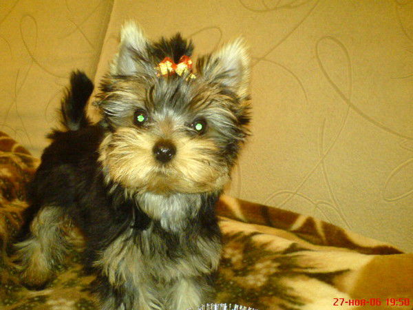 Дмитрий Романов