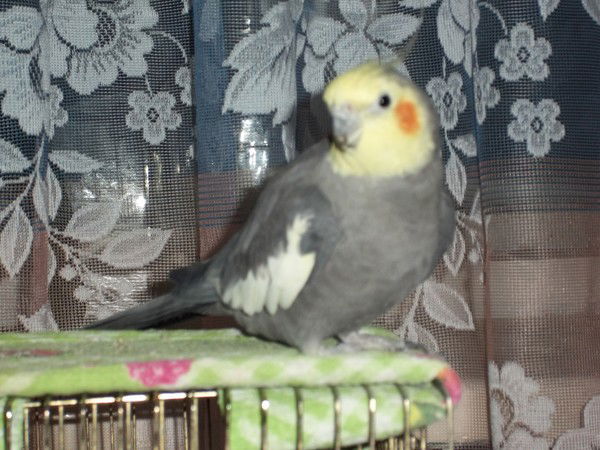 Ильсия Сафиуллина-Мулюкова