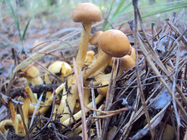 Валя Хребтова