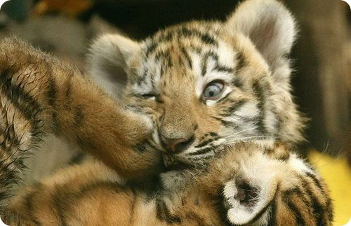 Тигра Полосатая