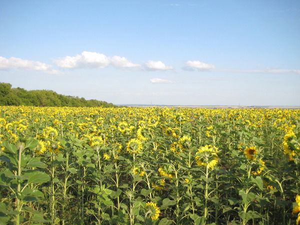 Наталья Руднева