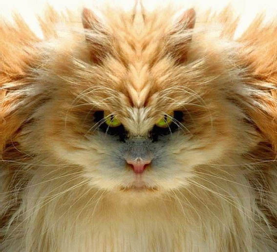 Александр Гаврутенко