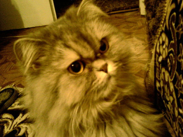 Светлана Икрамова