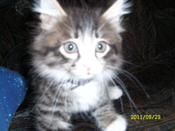 Семенова Екатерина