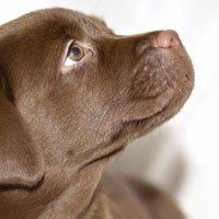 Натали Цисс