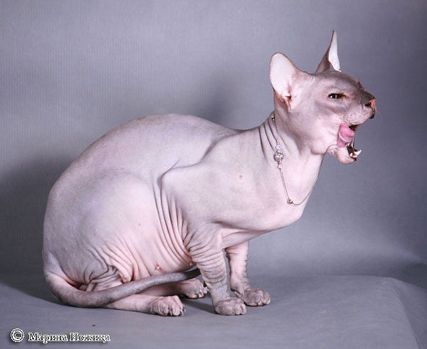 Ульяна Волчкова