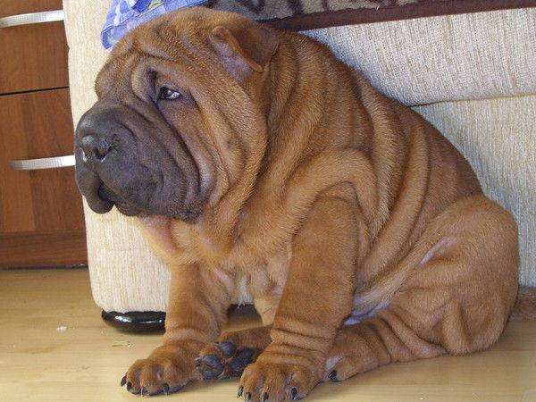 Мария Мирошник