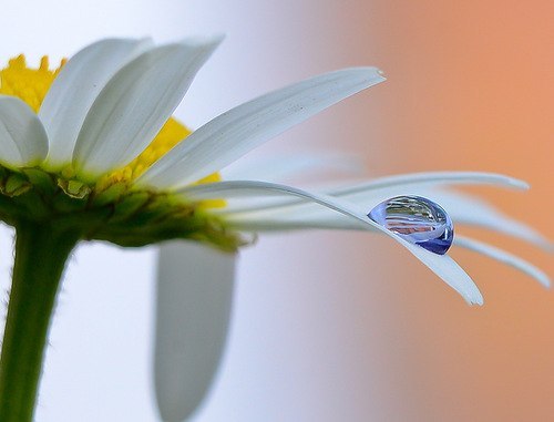 Ромашка Белая