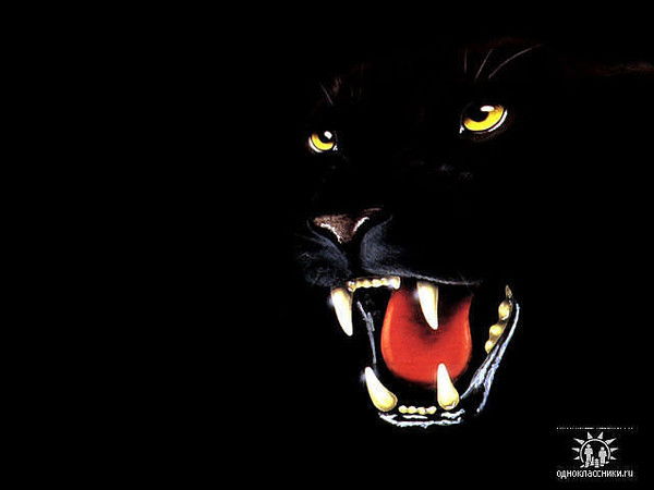 Андрей Стариков