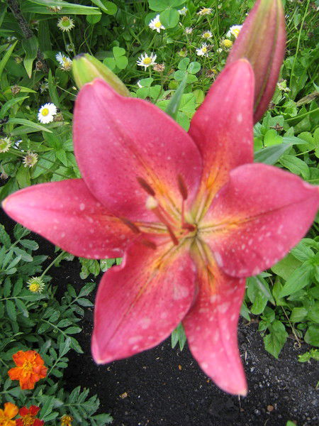 Елена Шатунова